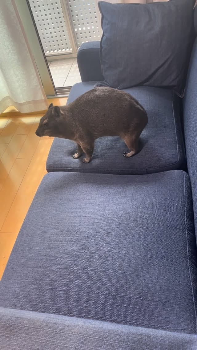 寝起きののびぃ〜Stretching after waking up、、、#ケープハイラックス #ケープハイラックスのチロル #ミュンスタークイ#ミュンスタークイのプッカ#エキゾチックアニマル #ペット #YouTube #チロちゃんねる #小動物 #capehyrax #LINEVLOOM#ほっこりモフモフ#ペットのいる暮らし by @fukusuke0901