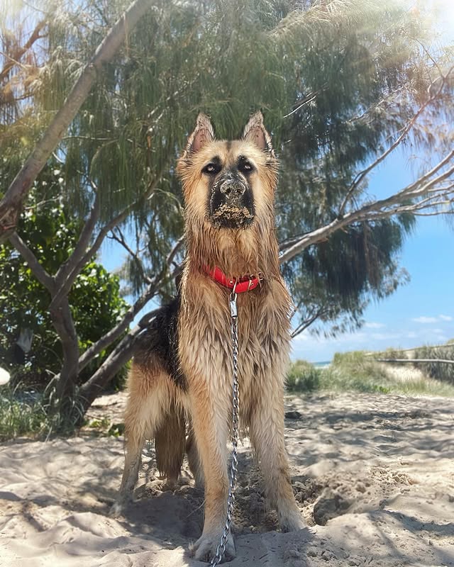 Vs how my dog poses when I’m not in the photo 😂🐺#ifhehadatinderprofilethiswouldbehispiclol #kingofpalmbeach #lifeguard #onguard #thewatcher #wolfdog #wolfdogcrossgermanshepherd #gsd #gsdnation #germanshepherd #gsdofinstagram #k9 #k9dogs #dogsofig #doglover #dogsofaustralia by @missazz_3