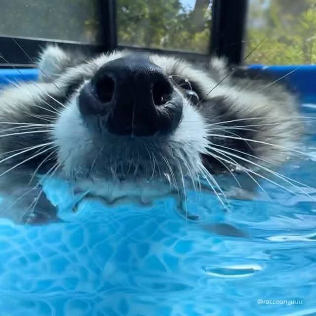 김개똥의 늦여름 즐기기#라쿤 #개똥이 #고양이 #너구리 #강아지 #반려동물 #반려견 #raccoon #cat #енот #cuteanimals #rocketraccoon #raccon #puppy #dog #cats by @raccoon_uuu