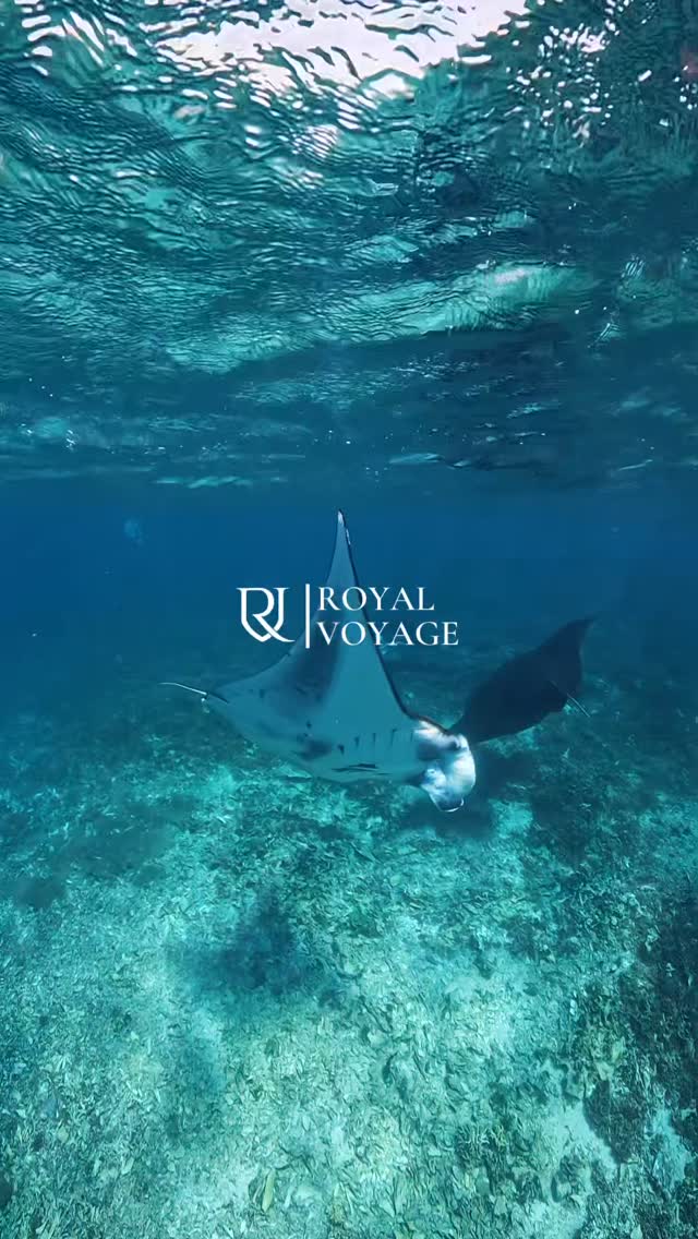 A quiet moment beneath the surface, gentle giants glide and time slows down. This is the magic of sailing Komodo.Ready to experience it yourself?Sail with Royal Voyage.📲 WhatsApp: +628116699948🌐 www.royalvoyage.co.id#RoyalVoyage #KomodoNationalPark #MantaPoint #SailingKomodo #opentripflores by @royalvoyage_id