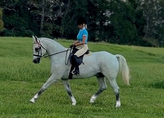 ✨Valyrian✨Arab x Warmblood Performance Horse. Such an honour to bring back to top tie show condition. by @missazz_3