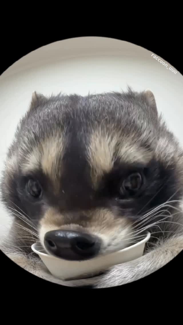 코 찌부#라쿤 #raccoon #cuteanimals #animalreels #puppy by @raccoon_uuu