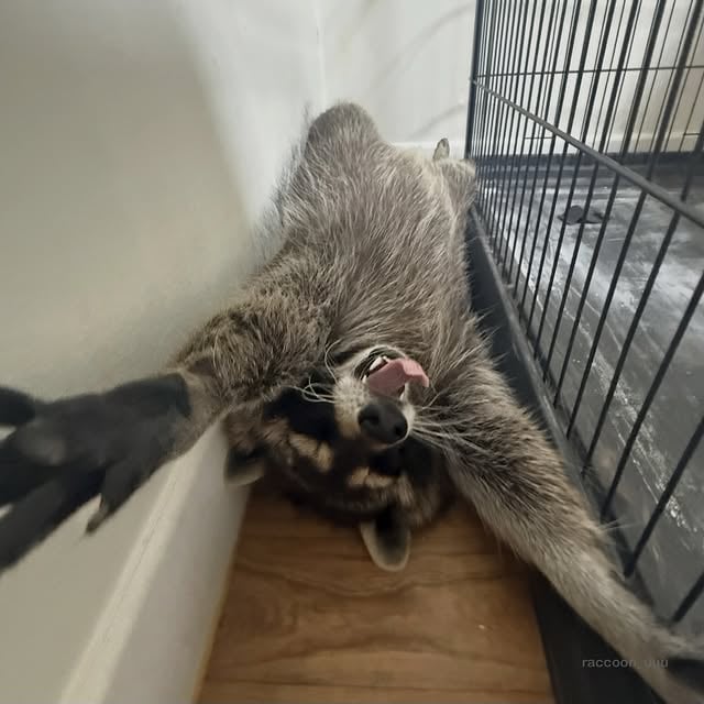 몸에 딱 맞는 곳 찾음#라쿤 #raccoon #cuteanimals #animalreels #puppy by @raccoon_uuu