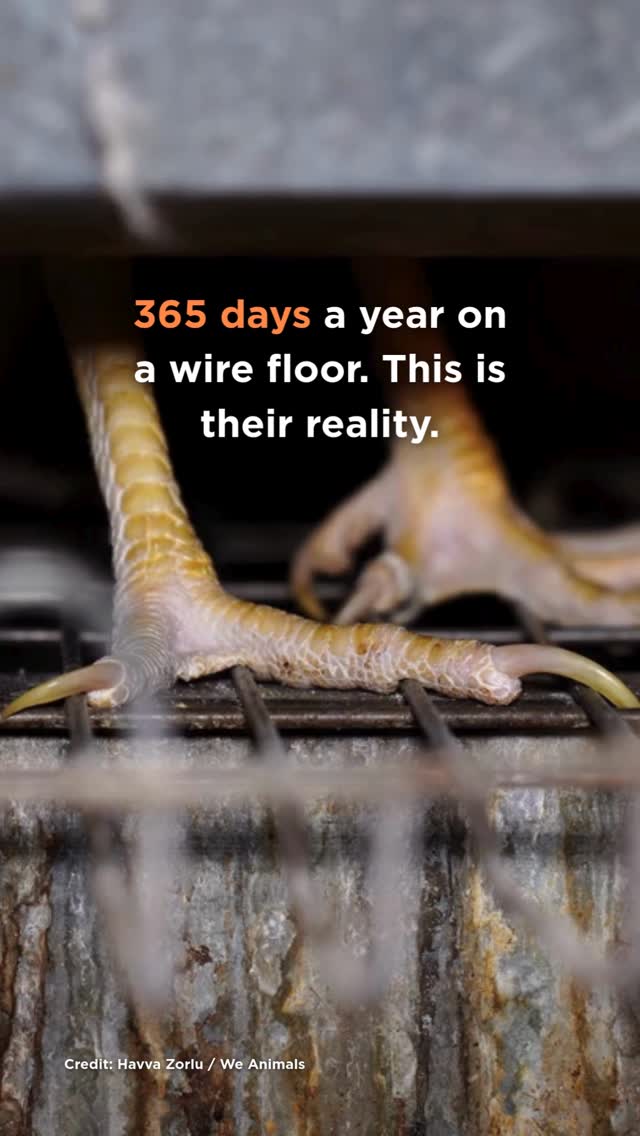 No one should live like this. 💔⁠⁠Most hens in the U.S. and Canadian egg industries spend nearly their entire lives in crowded wire cages. Each bird is provided with floor space no larger than a standard sheet of printer paper. ⁠⁠This National Egg Day the best thing we can do to help hens in the egg industry is to avoid eating eggs and choose more plant-based foods instead. No hen should endure the torment of being trapped in a cramped wire cage. ⁠⁠Take action at the link in bio.⁠⁠#NationalEggDay #Eggs #Chicken by @mercyforanimals