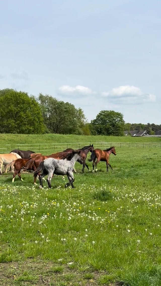 🌿 Auf zur Sommerweide 🌞🐴Für unsere Hengste und Wallache ging es auf die Sommerweide. Mit vielen helfenden Händen, etwas Eskorte durch unsere Warnblinker-Fahrzeuge und ganz viel guter Laune haben wir die Herde sicher auf ihre Sommerwiesen gebracht!😍Zu sehen, wie die Pferde nach der Ankunft das frische Gras genießen und die Weite erkunden, macht all die Arbeit mehr als wert. 💚Wir sind unglaublich dankbar für jeden einzelnen Helfer, der dabei war. Ohne euch wäre so ein Tag nicht möglich. Danke für eure Unterstützung, eure Umsicht und euren Einsatz. 🙏Alles ist reibungslos verlaufen, alle Pferde sind wohlbehalten angekommen – und wir blicken auf einen rundum gelungenen Tag zurück. ☀️✨Jetzt heißt es: grasen, entspannen und den Sommer genießen. 🌱🐴 by @vanessastehler