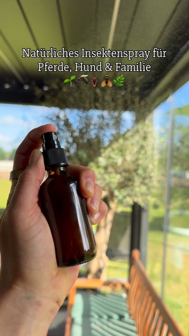 Unser natürliches Insektenspray für Pferde, Hund & Familie! 🌿🦟🪳🪰 Keine unnötige Chemie!!🧪 Seit wir auf unserem Hof leben, sind Fliegen, Mücken, Bremsen und Zecken leider tägliche Begleiter.😅Also habe ich ein einfaches Spray selbst gemischt – und was soll ich sagen: Wir sind begeistert!🥰Bei uns wirkt es wirklich erstaunlich gut und wir merken sofort, dass sich lästige Insekten deutlich weniger für uns, unseren Hund und unsere Pferde interessieren. 🐴🐶🤍✨ Für die Pferde (200 ml)• 40 ml Apfelessig• 120 ml starker Schwarztee (abgekühlt)• 40 ml abgekochtes Wasser• 20 Tropfen Lavendelöl• 15 Tropfen Eukalyptusöl✨ Für die Familie & den Hund (200 ml)• 40 ml Apfelessig• 120 ml starker Schwarztee (abgekühlt)• 40 ml abgekochtes Wasser• 15 Tropfen Lavendelöl🌱 Warum wir es lieben:✔️ Keine unnötige Chemie✔️ Du weißt ganz genau, was drin ist✔️ Schnell und günstig hergestellt✔️ Individuell anpassbar für Mensch & Tier✔️ Angenehmer Duft statt typischer Insektenspray-GeruchSchwarztee und Apfelessig werden seit Langem als natürliche Unterstützung gegen lästige Insekten genutzt. Lavendel und Eukalyptus mögen wir nicht nur wegen des Dufts – viele Fliegen, Mücken, Zecken und andere Plagegeister mögen ihn nämlich deutlich weniger. 🌾💡 Vor Gebrauch immer gut schütteln und nicht in Augen oder auf offene Hautstellen sprühen.🌱 Warum Eukalyptus nur bei den Pferden?Pferde vertragen die geringe Menge Eukalyptusöl in der Regel sehr gut und der intensive Duft wird häufig in natürlichen Fliegen- und Insektensprays verwendet. 🐴Bei unserem Hund und für uns als Familie habe ich bewusst darauf verzichtet und nur Lavendel verwendet. Lavendel gilt als besonders mild und angenehm, während Eukalyptus bei empfindlichen Personen, Schwangeren, kleinen Kindern oder manchen Hunden schneller zu Reizungen führen kann.Deshalb habe ich die Mischung für Hund und Familie etwas sanfter gehalten. 🫶🤍Speichert euch den Beitrag ab, macht es nach und berichtet mir unbedingt von euren Erfahrungen!😍 by @vanessastehler