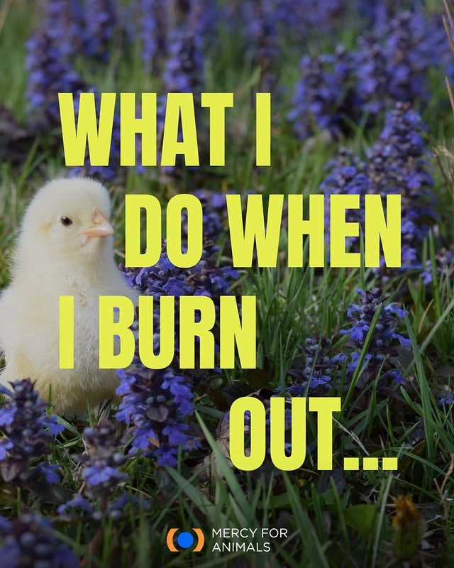 To anyone who spent today fighting for animals: How are you actually doing? 🫂⁠⁠Bearing witness to animal exploitation and abuse—whether online or in person—is heavy work. It’s entirely normal to feel overwhelmed, angry, or exhausted.⁠⁠As we end Mental Health Awareness Month, we want to remind you that your well-being matters just as much as the cause you fight for. Here are a few ways to rest and recharge this week so we can keep moving forward together.⁠⁠Which of these tips do you need to practice today? Let us know in the comments.💚 ⁠Link in bio for more. ⁠⁠#Burnout #AnimalRightsActivist #SelfCare by @mercyforanimals