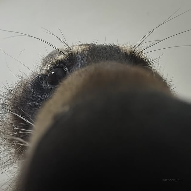 😉#라쿤 #raccoon #cuteanimals #animalreels #puppy by @raccoon_uuu
