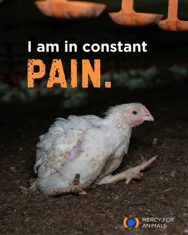 Chickens in the meat industry are bred to grow so large, so fast that their bodies are in constant pain. Oftentimes, their legs give out, and they die in agony, unable to reach food or water.Take action now! Demand that foodservice giant Compass Group USA stop sourcing birds bred for painful, monstrous growth at bit.ly/compasscruelty (🔗 in bio!)#NationalRotisserieChickenDay #Chicken #CompassGroup by @mercyforanimals