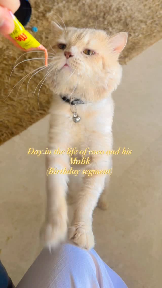 Happy birthday coco 🤍😘Cat brands may get in touch and interact with coco if this reaches them .Paid or barter ,that coco will decide you may speak to him directly at +91- 999cocomeow#Cocothecat #meow #furryfriend #catvlog by @zainimam_official