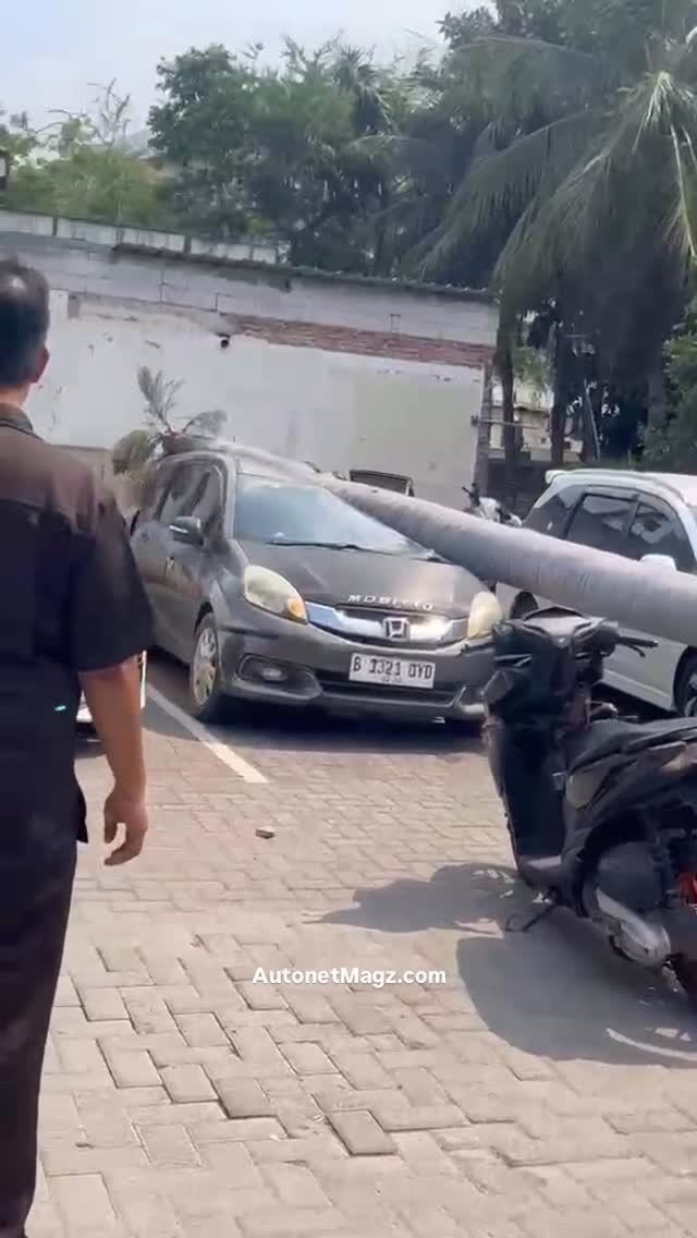 Hati-hati dalam memilih tempat parkir.

Tak disangka sebelumnya, sebuah pohon palem besar roboh menimpa mobil yang sedang terparkir di tempat parkir RS Pelabuhan, Jakarta Utara pada Sabtu (6/6) sekitar pukul 12.30 WIB.

Dilaporkan tidak ada korban jiwa atas kejadian ini.