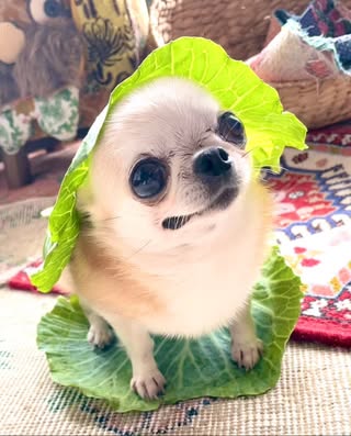 おはようございます🍀

本日もどうぞ宜しく
お願いします☺️🐶🥗💕
