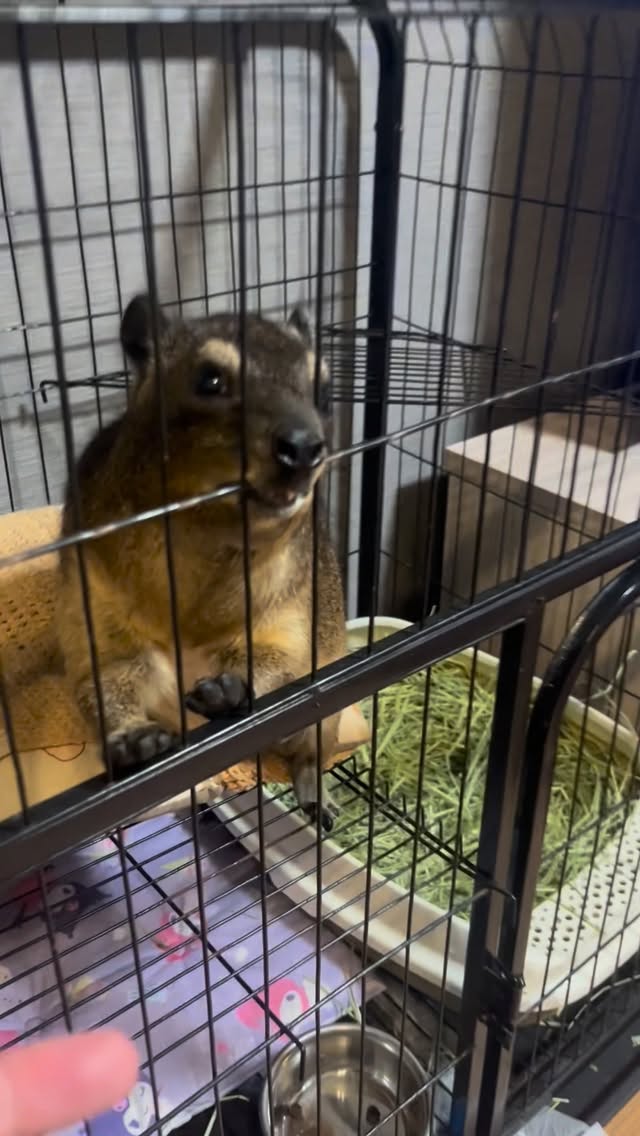 こそっと握手🤝A discreet handshake 🤝、、、#ケープハイラックス #ケープハイラックスのチロル #capehyrax #エキゾチックアニマル #白内障 by @fukusuke0901