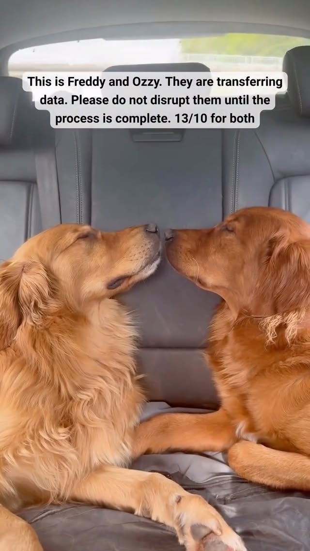 they are one pothole away from the forbidden boop (follow @freddywlgr)