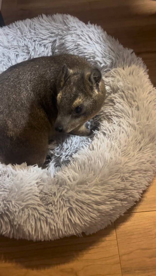 ついつい触りたくなっちゃう🥺I just can't help but want to touch it 🥺、、、#ケープハイラックスのチロル #ケープハイラックス #capehyrax #エキゾチックアニマル #白内障 by @fukusuke0901