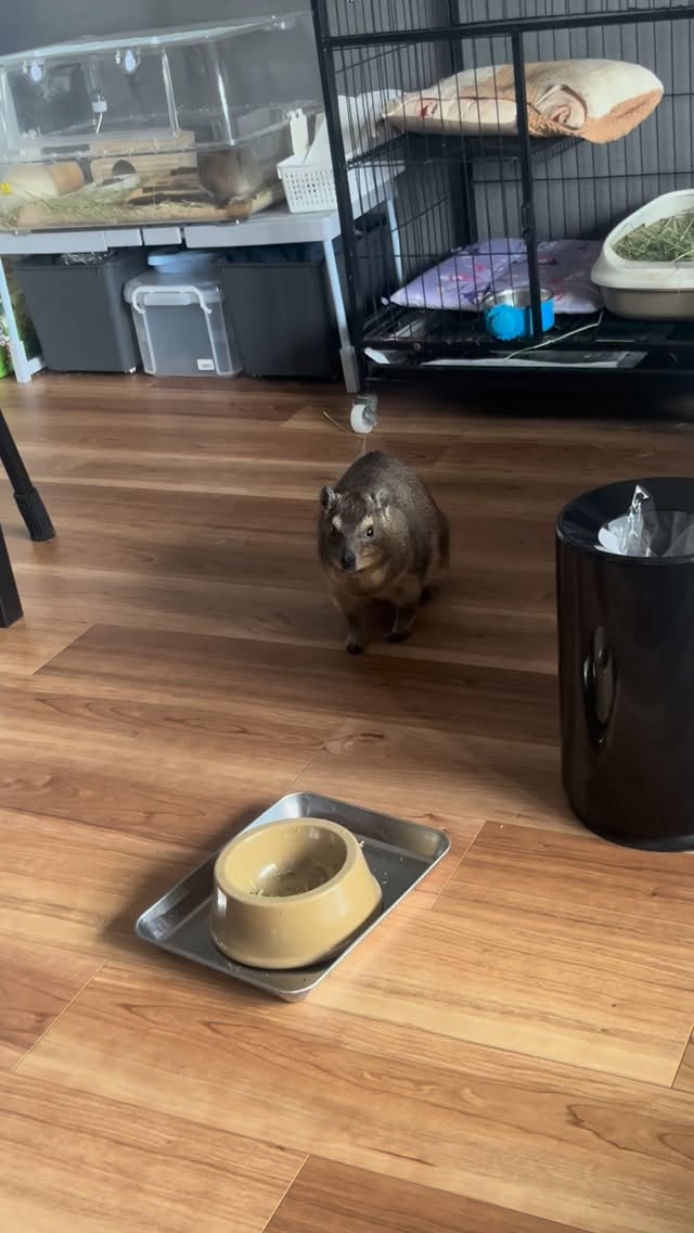 何かを訴えてきてる…It seems to be trying to tell us something...、、、#ケープハイラックスのチロル #ケープハイラックス #capehyrax #エキゾチックアニマル #白内障 by @fukusuke0901