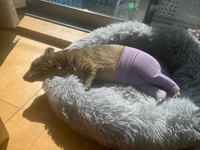 流行りに乗ってみた。笑I decided to jump on the bandwagon. Lol、、、#ケープハイラックスのチロル #ケープハイラックス #capehyrax #エキゾチックアニマル #白内障 by @fukusuke0901