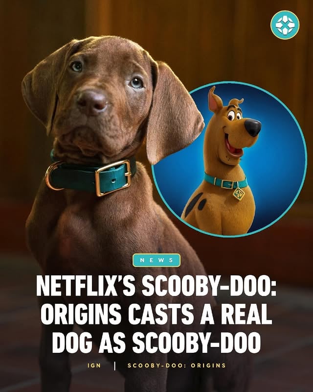 Netflix has revealed for the first time in the history of the franchise, a real dog has been cast as Scooby in the upcoming Scooby-Doo: Origins. Link in bio for more.
