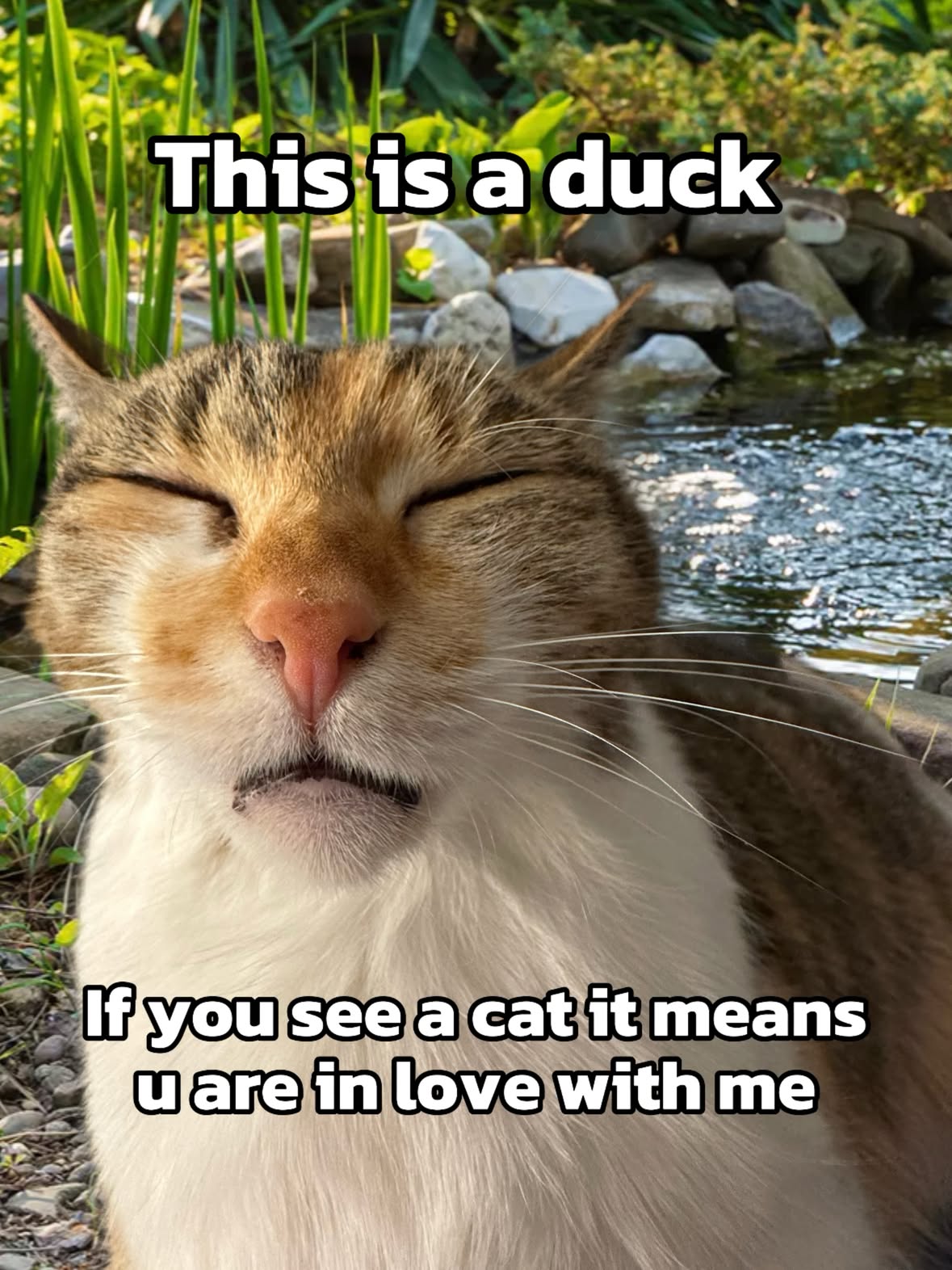 Quack quack 🦆 Do you see a duck or a cat? 😻