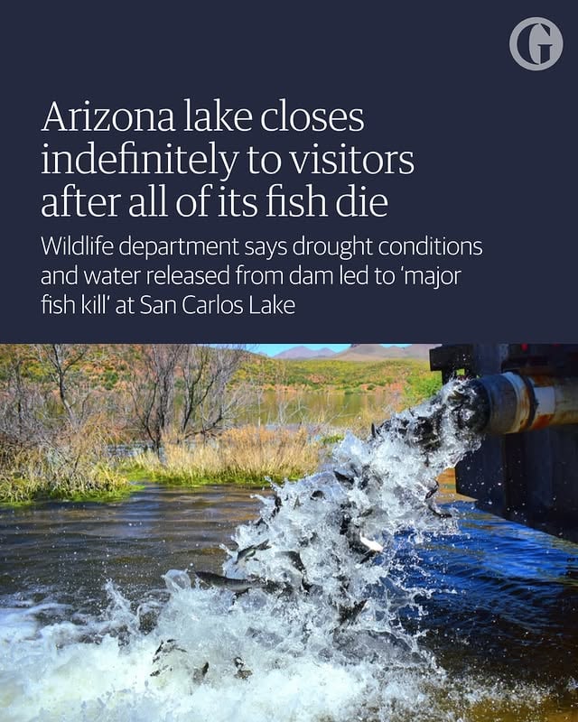 Arizona officials have indefinitely closed a popular lake to visitors after its entire population of fish died.⁠⁠The recreation and wildlife department that maintains San Carlos Lake said in a statement last week that drought conditions as well as water released from a dam there “resulted in a major fish kill affecting approximately 100% of the fish population”.⁠⁠According to the statement, decomposing fish pose health hazards to people who try to fish or swim in the human-made reservoir. Officials therefore said they would not allow fishing, harvesting or possessing fish, or any associated activities at the lake, “until further notice”. ⁠⁠Video footage and images provided to the Arizona news outlet KSAZ showed the lake’s surface covered with floating fish carcasses.⁠⁠The wildlife department added that it would “continue to monitor conditions and provide updates as they become available".⁠⁠Follow the link in bio to read more. by @guardian_us