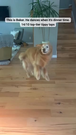 can’t even be mad his moves are better than mine #SeniorPupSaturday (follow @bakerbarnes)
