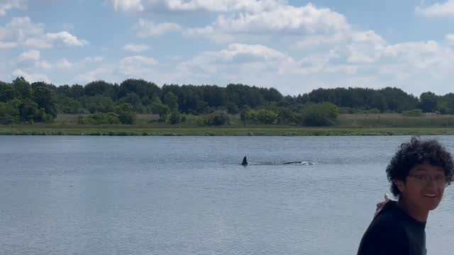 A large, possible thresher shark was seen just off the Salt Marsh Nature Trail in Brooklyn 🦈 #whatisnewyork (@juhliza_12)