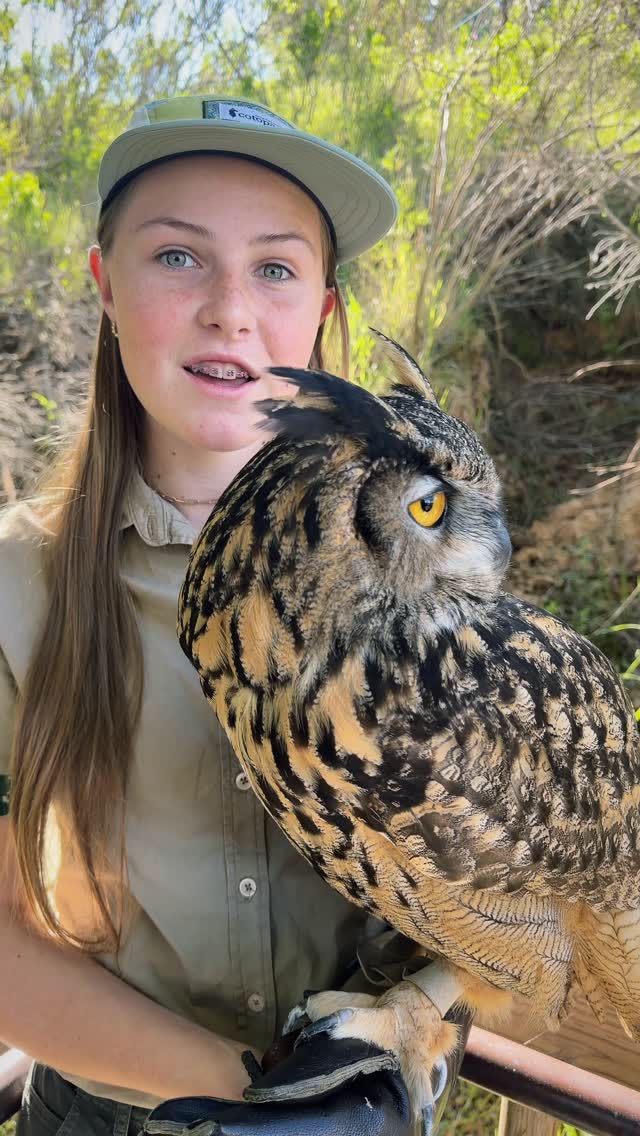 Owls have incredible adaptations - feather tufts, ears that help with directional sound and eyes that can see in the dark - true superheroes of the skies! 🦉🌌