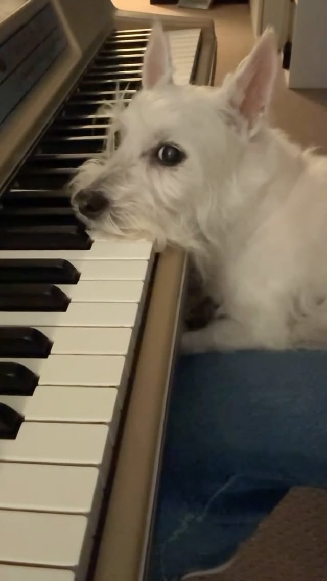Have you seen the new @earthwindandfire documentary yet? ✨ @questlove @hbomax 
.
.
Come to see victory
In the land called fantasy
Loving life, a new degree
Bring your mind to everlasting liberty ✨
.
.
#earthwindandfire #documentary #tuesdaytunes #dogsofinstagram #fantasy