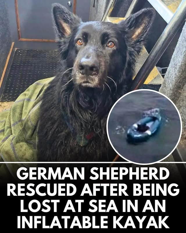 This is Bruce. He was getting ready to head out for a paddle with his human when his kayak broke free and he was carried out to sea by strong winds. His human initially tried to swim after him, but was forced to turn back due to dangerous conditions. The coast guard launched multiple vessels as part of a search crew, but Bruce was ultimately rescued by skipper Jimmy Reid and crewman Aaron Fordy of the tour boat Serenity. They estimated where the winds might have taken him and spotted the kayak about 2.5 miles from shore. An attempt to harness Bruce led him to fall into the water, but then “my crewman, Aaron, reached down and grabbed him by the scruff of the neck,” Reid explained. “If he hadn’t grabbed him like that, it would have been the end of any sort of rescue effort.” Once aboard, hypothermic Bruce was wrapped in towels to help warm him up. Fordy has two shepherds like Bruce back home, making the rescue particularly meaningful for him. Reid and Fordy reunited Bruce with his human back on land, and they praised him for turning back when he did. “I think it would have been a multi-casualty thing if he had kept going,” Reid told the BBC. 13/10 for all (courtesy @farne_islands)